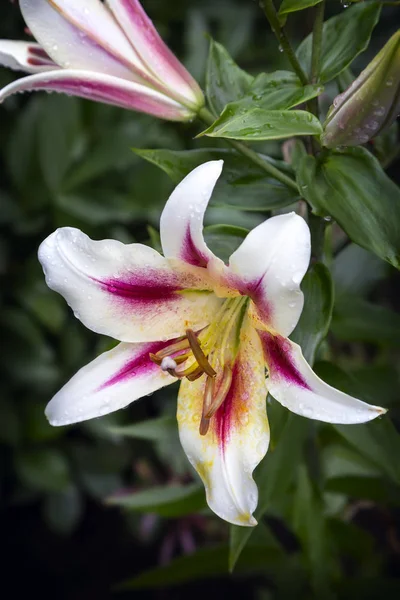 Twee Mooie Lily Bloem Groene Blad Achtergrond Gepresenteerd Close — Stockfoto