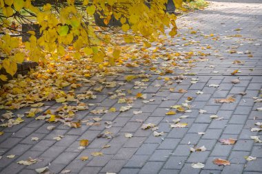Yolu düşen sarı yapraklar ile parkta