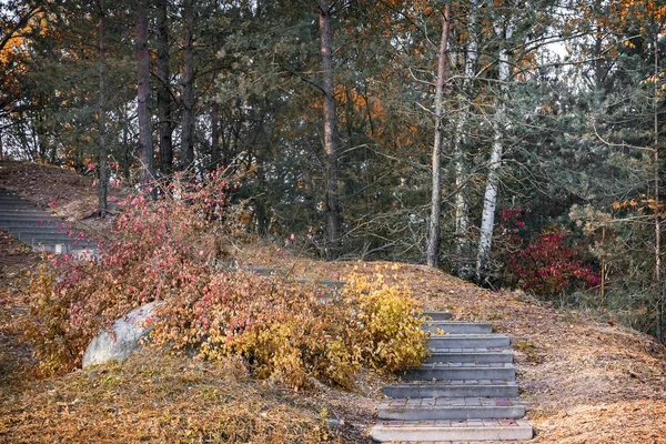 Herfst landschap in het bos met een struik met rode bladeren. — Stockfoto