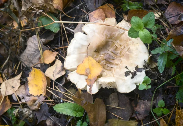 Rossula Pilz im herbstlichen Wald. — Stockfoto
