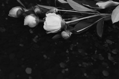 Siyah bir zemin üzerine peonies çiçeklenme. Siyah beyaz resim.