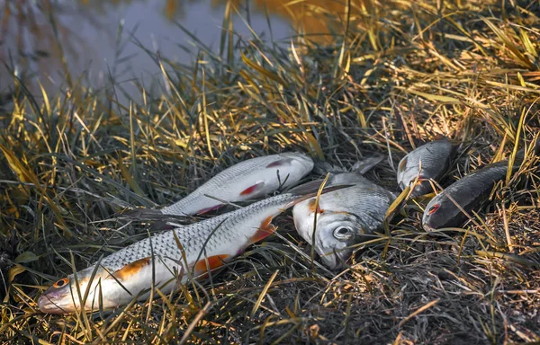 Fische im Gras am Flussufer. — Stockfoto
