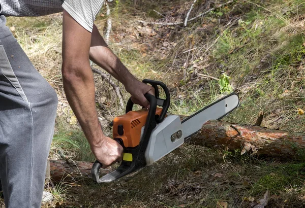 In the forest, a man sawing a tree trunk chainsaw.