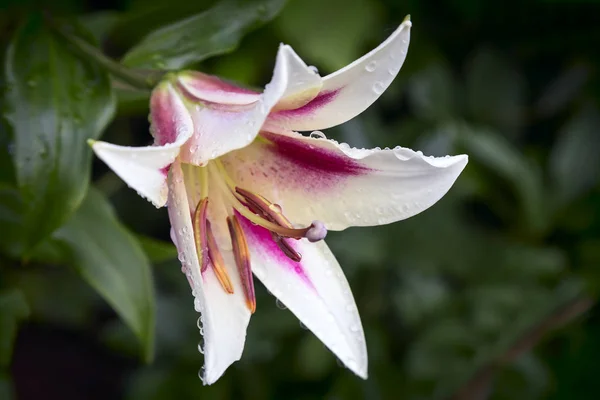 Piękny Kwiat Lilii Zielonym Tle Liści Kroplami Wody Deszczu Prezentowane — Zdjęcie stockowe