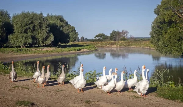 Auf Der Straße Der Nähe Des Flusses Bewegt Eine Herde — Stockfoto