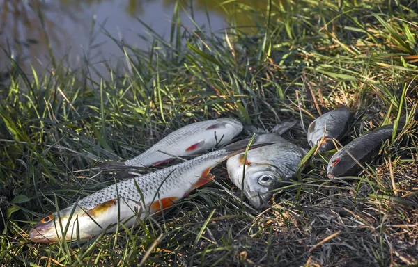 Ufer Des Flusses Gras Liegt Frischer Fisch Der Fluss Gefangen — Stockfoto