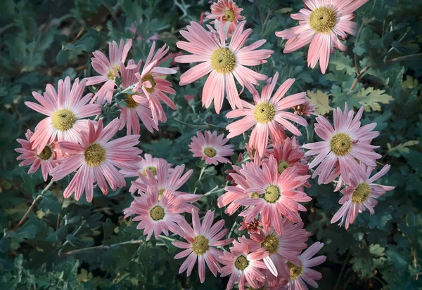 In the garden on a bed of green leaves bloom beautiful autumn chrysanthemums.