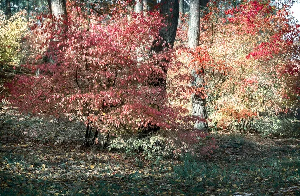 Paysage Automne Grand Arbuste Fuseau Aux Feuilles Rose Vif Dans — Photo