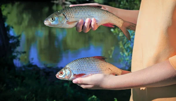 Březích Řeky Dívka Drží Dvou Velkých Ryb Ulovených Řece — Stock fotografie