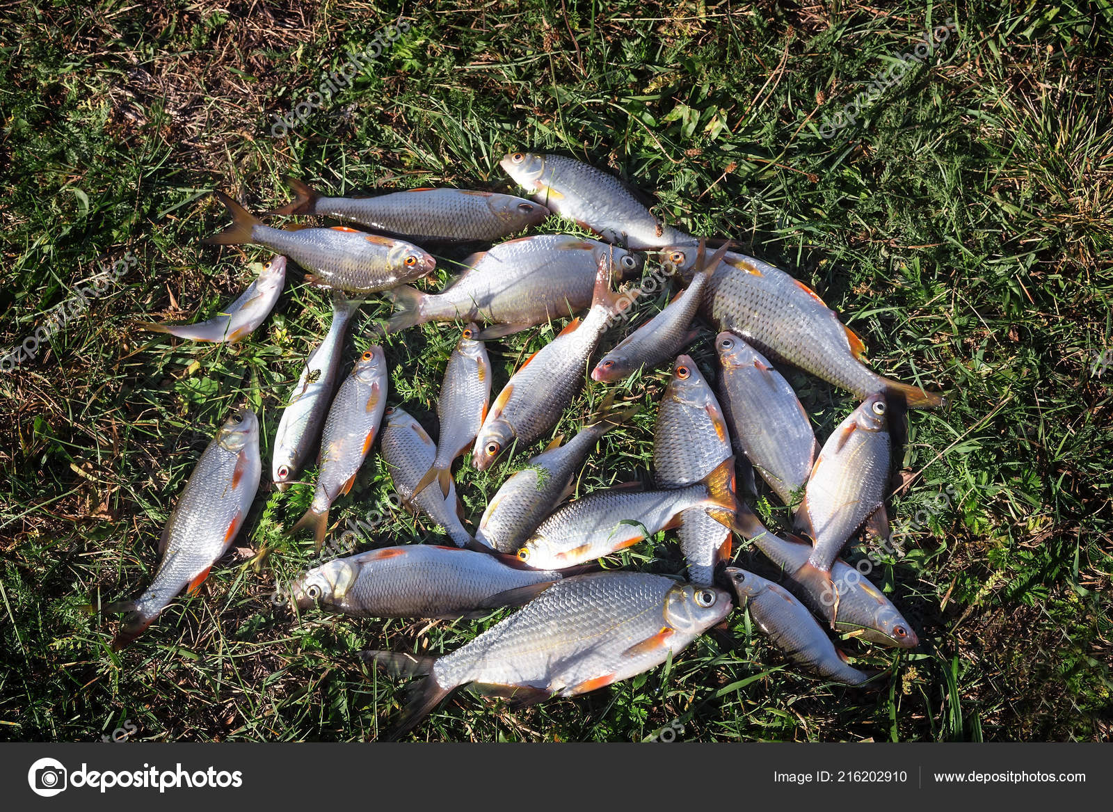 Bank River Grass Fresh Fish Which Caught River Stock Photo Image By C Georgina198