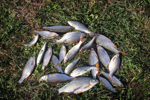 Břehu Řeky Trávě Čerstvých Ryb Který Byl Chycen Řece — Stock fotografie