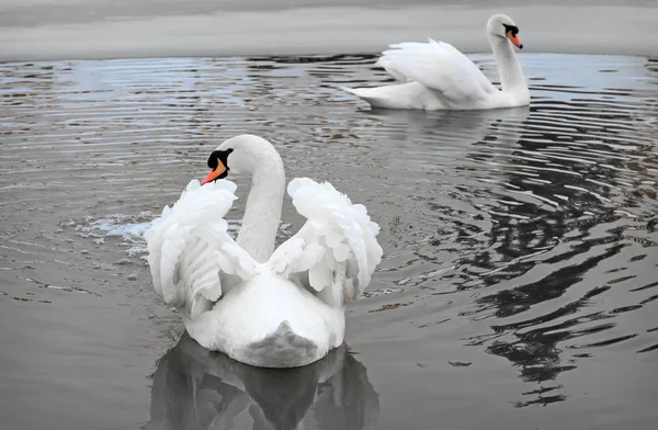 Two Beautiful White Swans Float Surface Lake Shores Which Covered — Stock Photo, Image