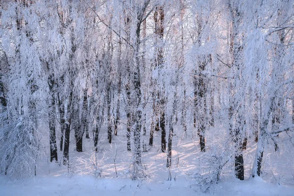 Paisaje Invernal Claro Día Soleado Helado Las Ramas Los Árboles —  Fotos de Stock