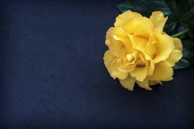 Koyu mavi bir arka plan üzerinde hassas yaprakları ile lüks bir pembe gül ve bırakır. Üstten görünüm, kopya alanı.