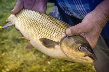 Nehre yakalanmış bir büyük balık tutan balıkçı.