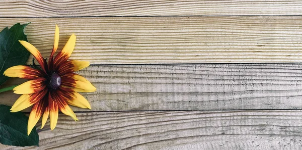 Светлом Деревянном Деревенском Фоне Красивый Цветок Рудбекии Большими Лепестками Вид — стоковое фото