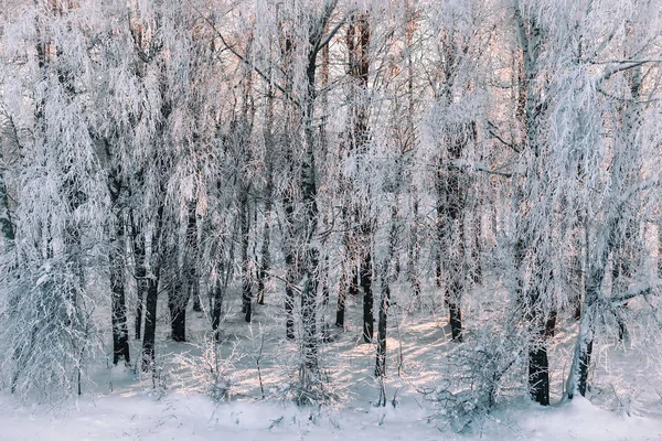 Winterlandschap Een Heldere Zonnige Ijzige Dag Takken Van Bomen Het — Stockfoto