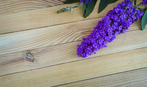 Beautiful inflorescence decorative shrub buddleja Davidii, consisting of many small lilac flowers on a light wooden background.