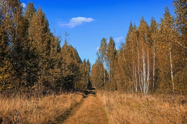 Paisagem Outono Árvores Com Folhas Amareladas Estrada Através Floresta Dia — Fotografia de Stock