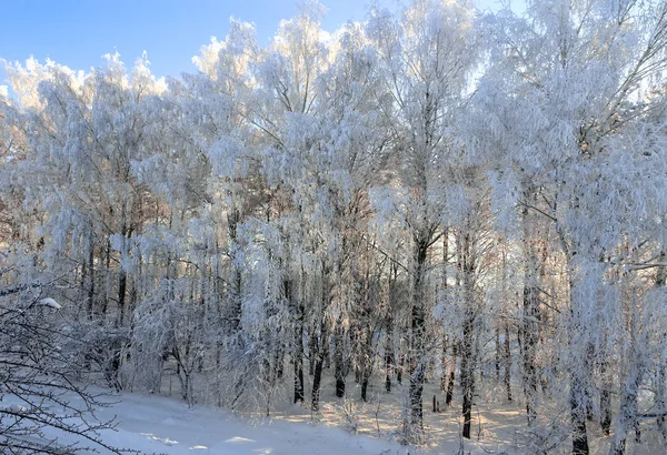 Paesaggio Invernale Una Chiara Giornata Soleggiata Gelida Rami Degli Alberi — Foto Stock