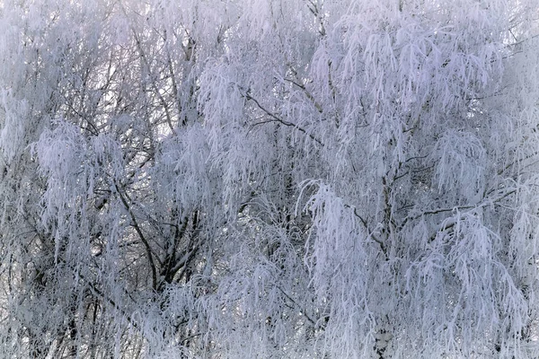 Paysage Hivernal Par Une Journée Claire Givre Ensoleillé Les Branches — Photo