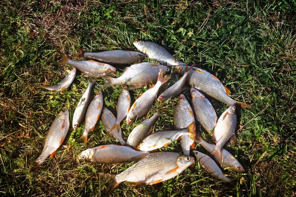 Fische im Gras am Flussufer. — Stockfoto