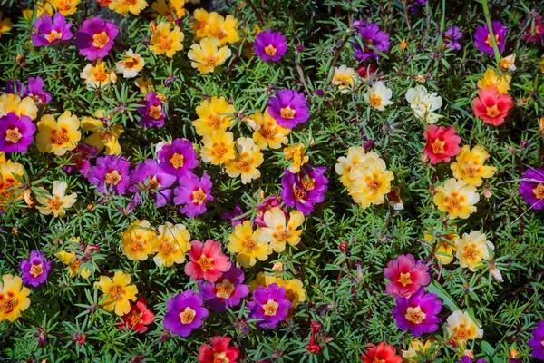 Una Cama Hermosas Flores Florecen Portulaca Una Variedad Colores Presentado — Foto de Stock