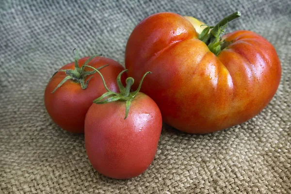 Tomates na mesa em tecido de linho . — Fotografia de Stock