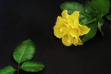 Lüks pembe gül yaprakları üzerinde siyah bir arka plan ile .