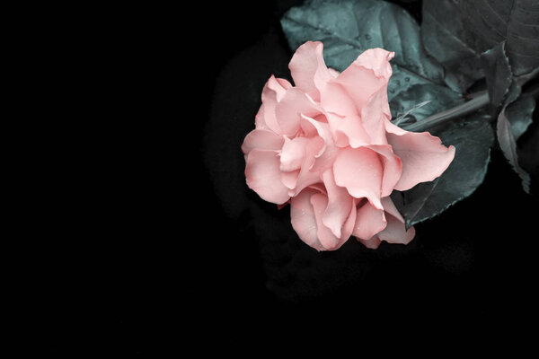 On a black background luxurious pink rose with delicate petals and leaves. Top view, copy space.