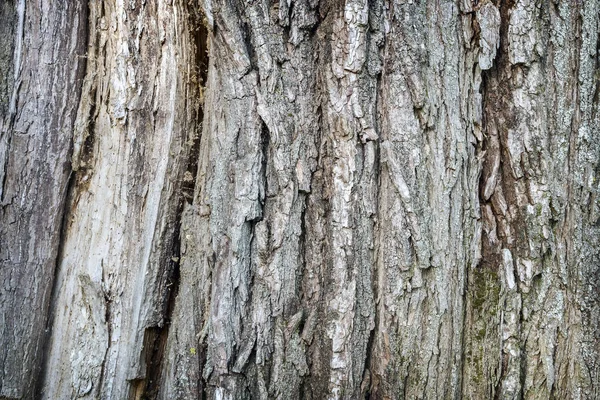 Background image: the texture of tree bark — Stock Photo, Image