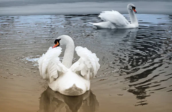 Two white swans on the lake in winter. — Stock Photo, Image