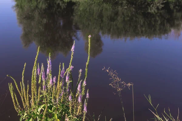 Sulle Rive Del Fiume Sullo Sfondo Erba Prato Acqua Fiori — Foto Stock