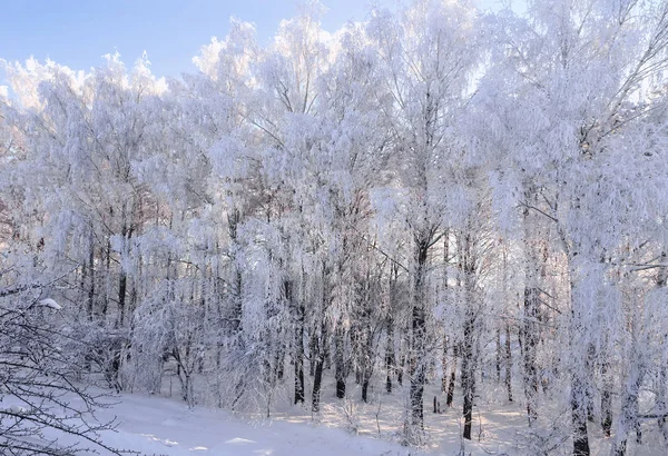 Winterlandschap Een Heldere Zonnige Ijzige Dag Takken Van Bomen Het — Stockfoto