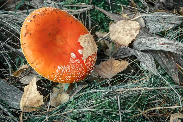 Skogen Glänta Växa Svamp Svampar Vyn Från Toppen — Stockfoto