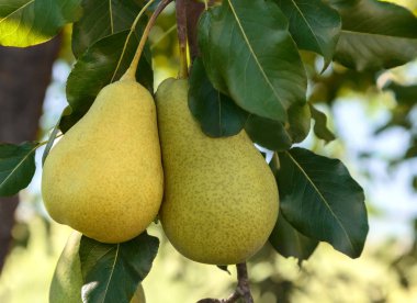 Bahçedeki ağaçların dalları üzerinde armut hasat olgunlaşır.