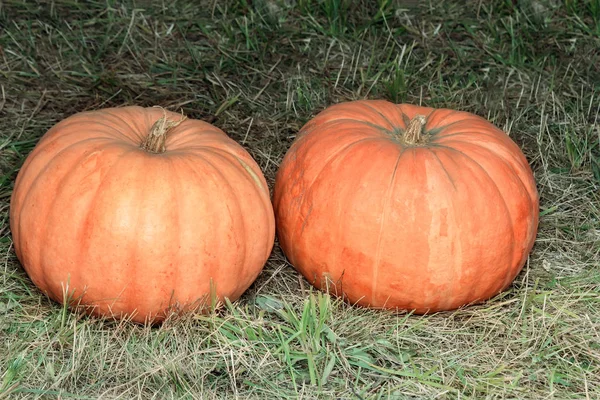 Verde Erba Trovano Due Grandi Zucca Matura Rossa — Foto Stock