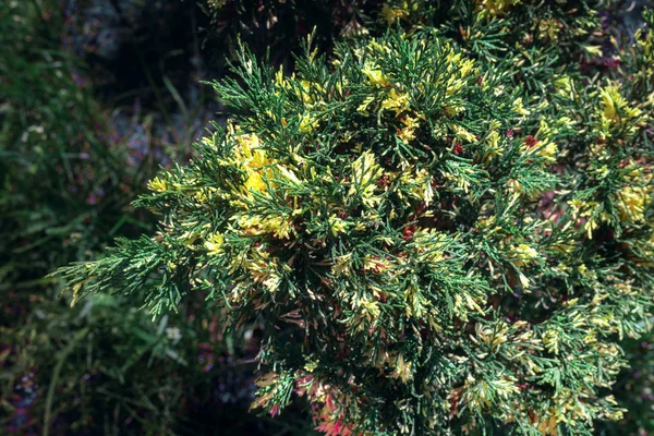 Gyönyörű Bush Kertben Boróka Virágzó Borított Val Sárga Virágok — Stock Fotó
