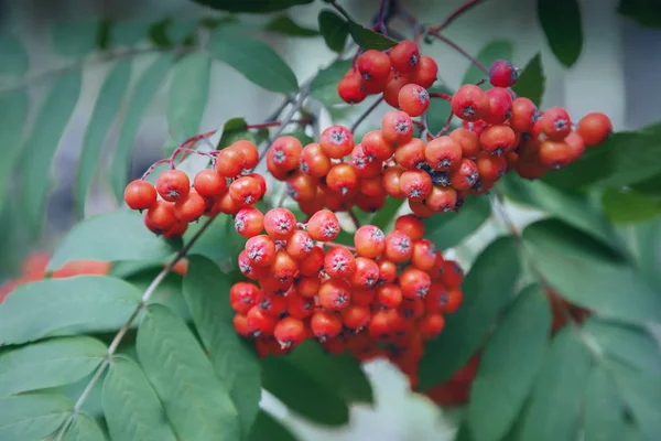 Red bunches of berries on the branches of Rowan among the green leaves.