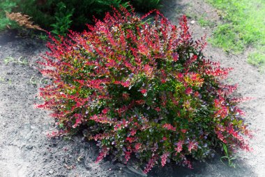 Barberry Thunberg çok güzel bir süs eşyası. .