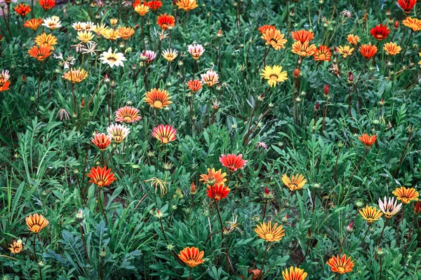 Macizo Flores Jardín Florecen Hermosas Flores Diferentes Colores Que Asemejan — Foto de Stock