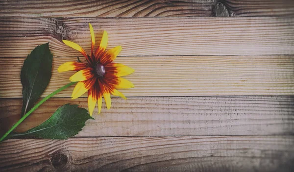 Auf Hellem Rustikalem Holzgrund Eine Schöne Rudbecia Blume Mit Großen — Stockfoto
