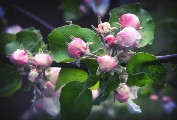 Brotes Rosados Florecientes Manzano Hojas Verdes Jóvenes Contra Jardín Verde —  Fotos de Stock