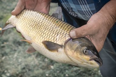 Nehre yakalanmış bir büyük balık tutan balıkçı.