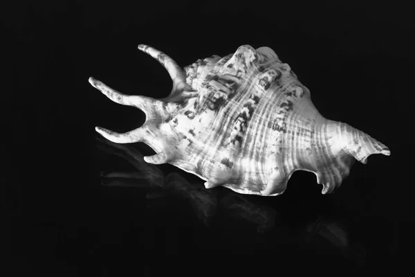Güzel Deniz Kabuğu Fantezi Şeklikaranlık Zemin Üzerinde Siyah Beyaz Görüntü — Stok fotoğraf