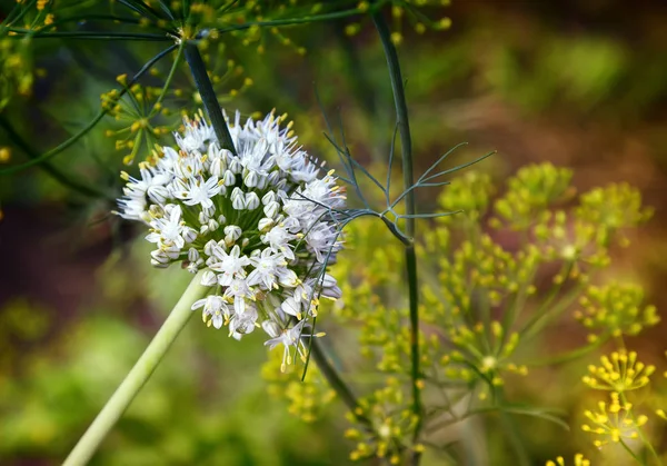 Inflorescence of flowering onions in the garden. — Stock Photo, Image