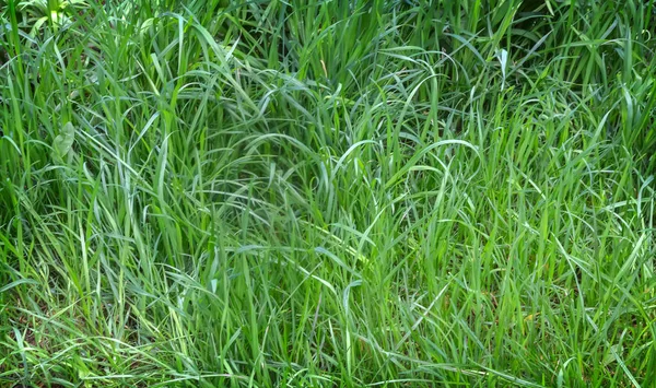 Giovane erba verde sul prato nel Parco — Foto Stock