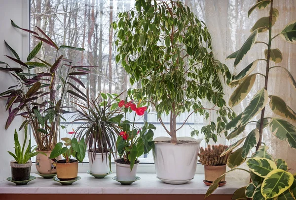 On the windowsill in beautiful flower pots grow various flowers