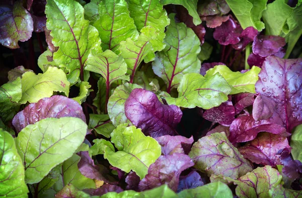 Nel Giardino Coltiva Barbabietole Con Giovani Foglie Verde Viola — Foto Stock