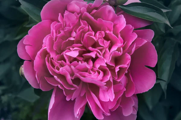 Hermosa Peonía Rosa Grande Que Florece Jardín Fotografiada Por Primer — Foto de Stock